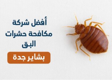 أفضل شركة مكافحة البق