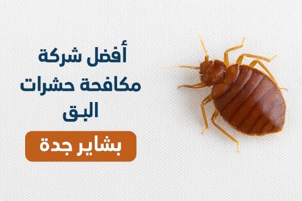 أفضل شركة مكافحة البق